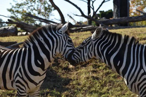 Kasino Rockn Rolla Sokongan
